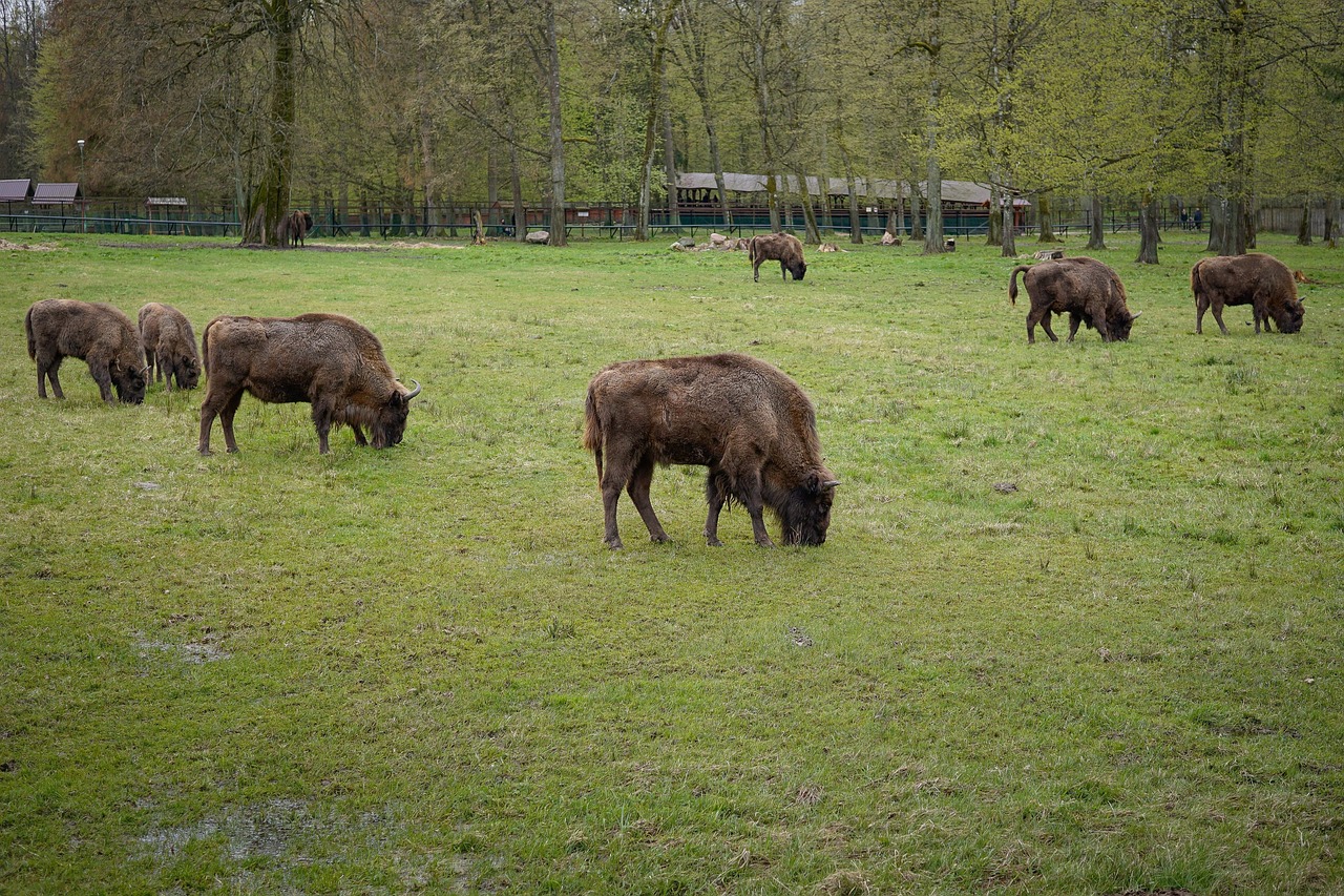 Park Narodowy Białowieski