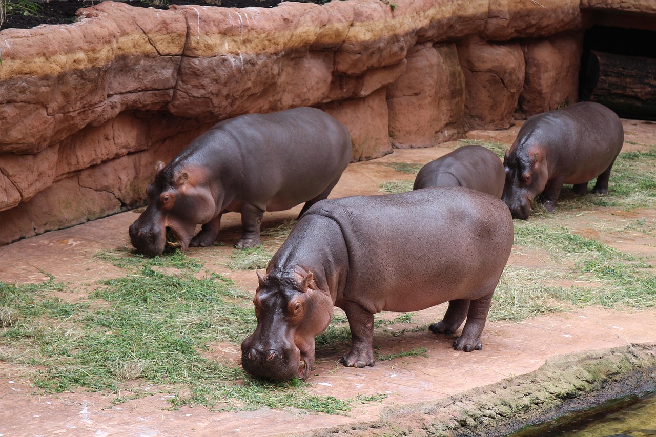 Wrocławskie ZOO Afrykarium